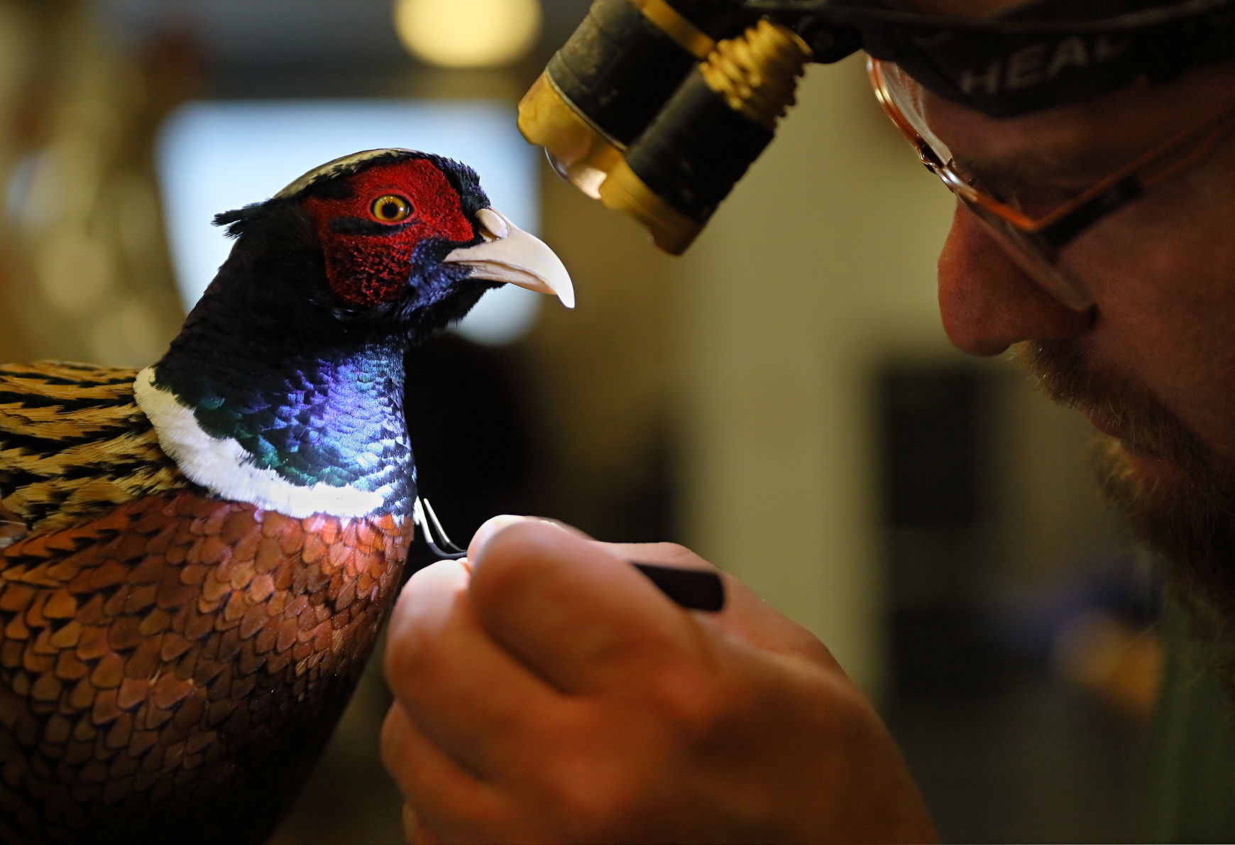 2019 World Taxidermy & Fish Carving Championships in Springfield, Mo.